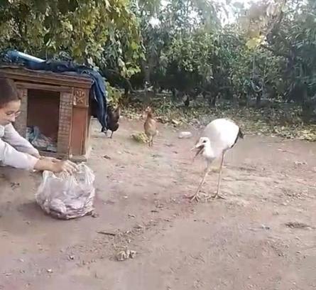 Bahçesinde bulduğu uçamaz haldeki leyleği kümeste beslemeye başladı