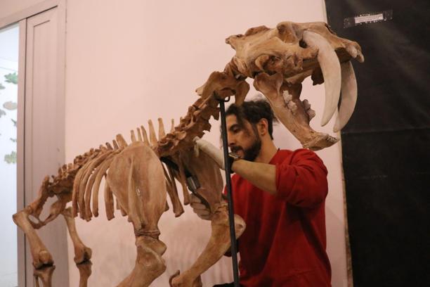 7,5 milyon yıllık fosiller ve replikaları ayna yöntemi ile 3D yazıcılarla ayaklandırılıyor