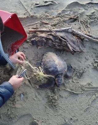 Misina ve ipe dolanan caretta carettayı vatandaşlar kurtardı