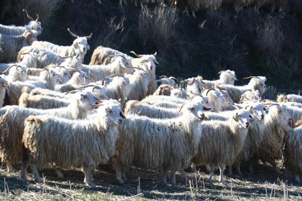Ankara'nın beyaz altını yeniden değerleniyor! Dedesinden devraldı şimdi ise dünya pazarına satıyor: 'Tek rakibi Hint kumaşı'