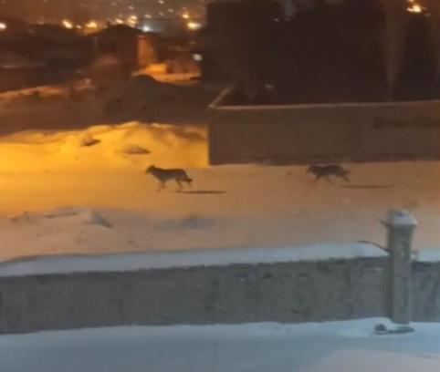 Yiyecek bulmakta zorlanan kurtlar ilçeye indi