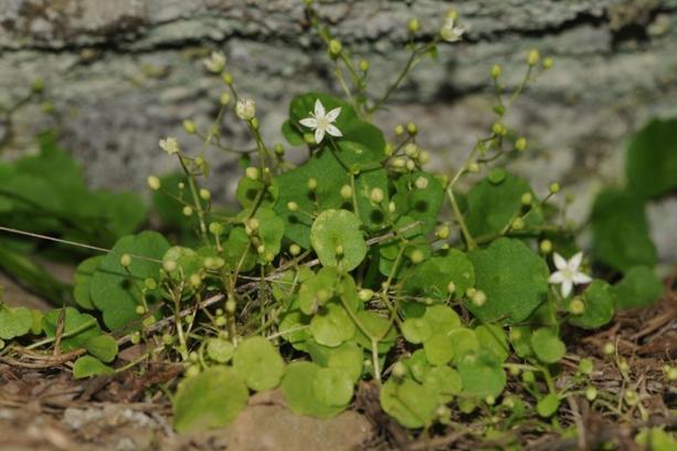 İzmir'e özgü bitki keşfedildi: 1400 metrede yetişiyor! Yıldız yapraklar ilk kez görüldü
