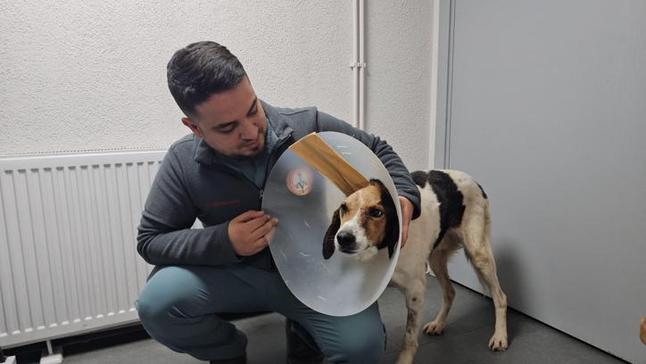 Beyin kemiğine kadar kanser yayılan köpek tedavi edildi