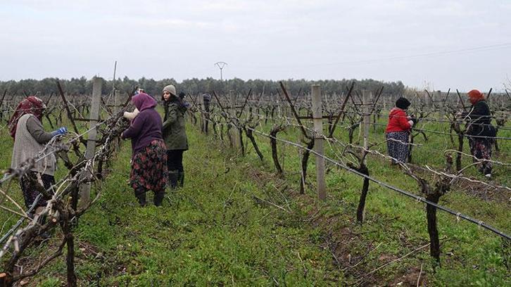 Manisa’da bağ üreticilerine ‘Ölükol’ uyarısı