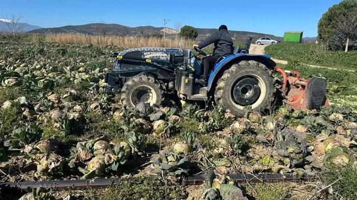 Pazarda tanesi 50 ile 70 lira ama yüzbinlercesi tarlada çürüdü, çiftçi zarar etti: Emeklerimiz paramız toprağa karışacak