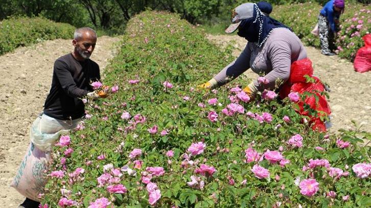 Sabah erkenden bahçelere girdiler! Kilosu 12 bin Euro'dan satılıyor: Hasat Haziran sonuna kadar sürecek