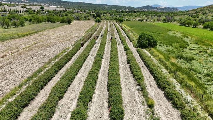 Kilosu 12 bin avrodan alıcı buluyor! Isparta'da 2026 yılı gül hasadı başladı