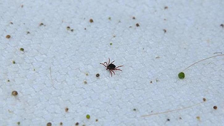 Havalar ısındı, kabus geri döndü! Uzmanlar 2 bölgeye dikkat çekip uyardı