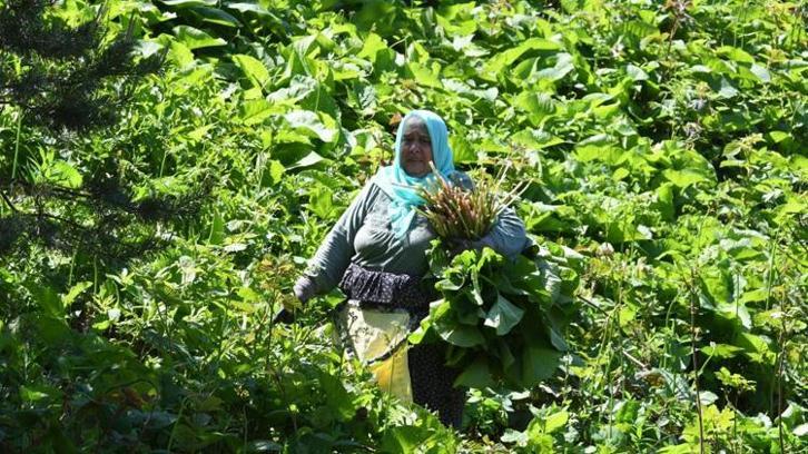 Ormanda kendiliğinden yetişiyor! Toplayan eve koli koli götürüyor: Faydaları saymakla bitmiyor