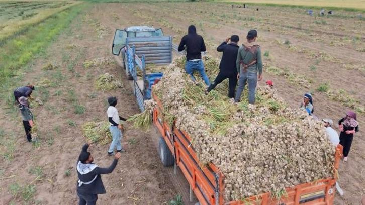 Aksaray'da yetişiyor, yurt dışından talep yağıyor! İspanya ve Rusya peşine düştü: Üretim ikiye katlandı