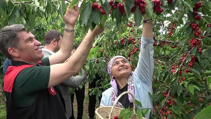 Amasya'da hasat başladı! Geçen yıl don vurmuştu, bu yıl ağaçlar dolup taştı