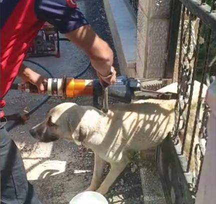 Demir kapıya sıkışan köpeği itfaiye kurtardı