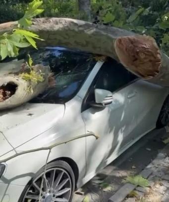 Bakırköy'de asırlık çınar ağacı park halindeki otomobilin üzerine devrildi