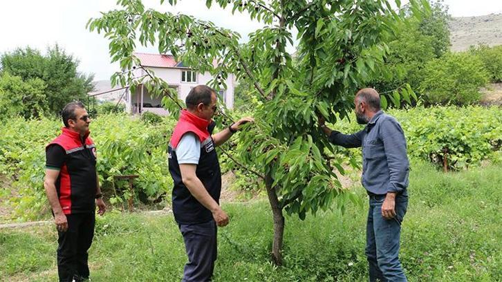Bu yıl yüzler gülecek! Erzincan'da kiraz üretiminde bolluk ve bereket sezonu başladı