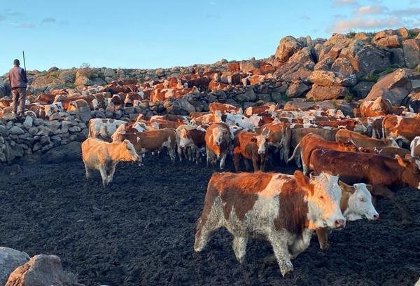 2 bin rakımlı yaylada üretim zamanı / Ek fotoğraflar