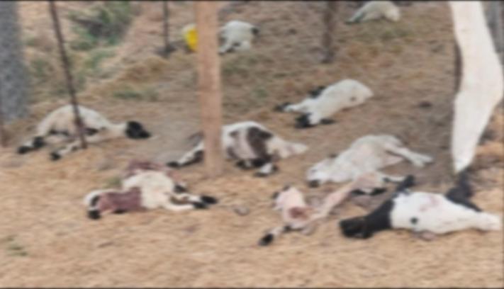 Diyarbakır'da köpeklerin saldırdığı 15 kuzu öldü