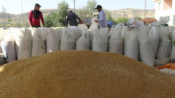 Bol yağış, Gercüş'te arpa ve buğdayda rekolteyi artırdı