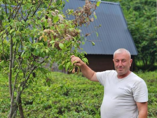 Vampir Kelebek ve kahverengi kokarcanın ardından bir bela daha! Üreticilere şimdi de tırtıl tehdidiyle boğuşuyor