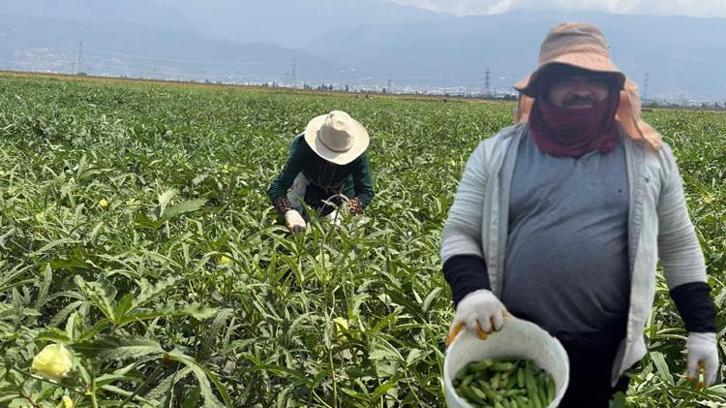 Osmaniye'de üretilip 81 ile gönderiliyor! 5 ay sürecek hasat başladı: Tarlada kilosu 120 lira