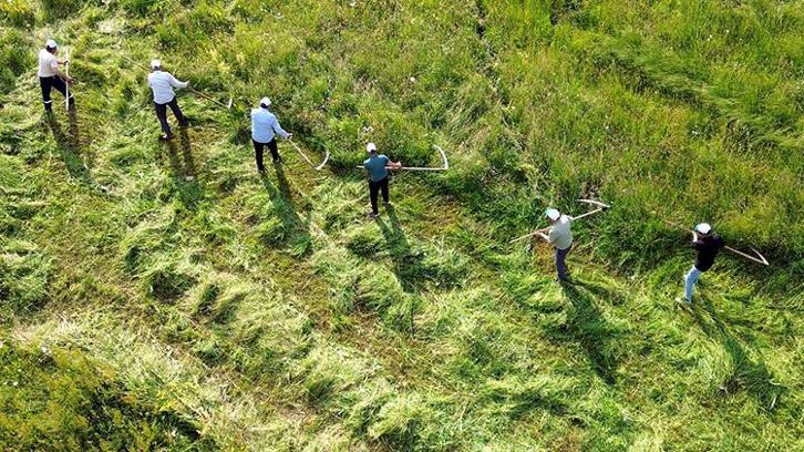 Traktörün giremediği dağlarda tırpan sesleri geliyor: Ağrı ve Kars’ta zorlu kış mesaisi başladı!