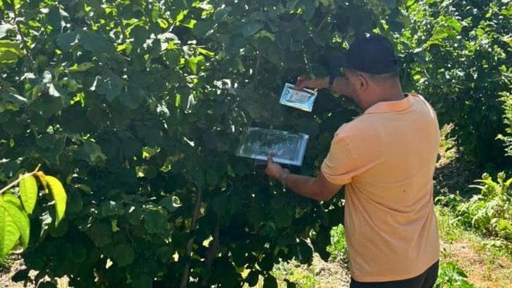 Mudurnu ve Göynük'te fındık rekoltesi için sahadan veri toplandı