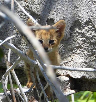 Denizli'de nesli tükenme tehlikesindeki saz kedisi görüntülendi