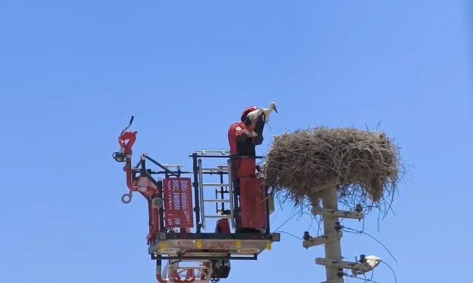 Ayağına poşet dolanan leylek kurtarıldı