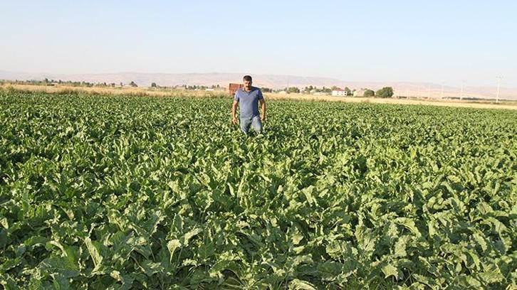 Muş Ovası'nda 2 milyarlık dev yatırım: 300 bin ton pancardan 42 bin ton şeker üretilecek!