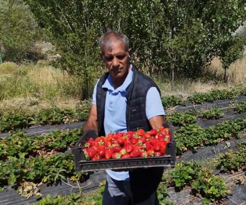 Hobi olarak çilek yetiştiriciliğine başladı, hibe desteğiyle üretim alanını artırdı/Ek fotoğraf