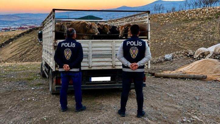 Kırşehir'de mandıradan 10 büyükbaş çalan şüpheli tutuklandı