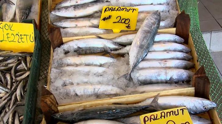Av sezonu öncesi balıkçıları sevindiren gelişme: Marmara ve Karadeniz palamutla doldu