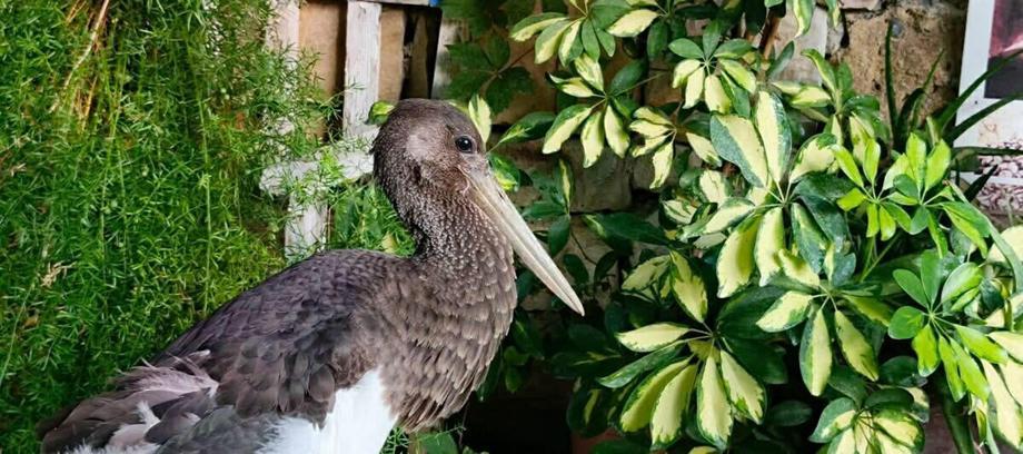 Uçamaz halde bulunan  ‘karaleylek’ korumaya alındı