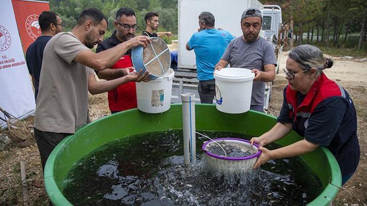 Bolu'da yetiştirilen sazanlar Ankara'nın baraj ve göletlerini bereketlendirecek!