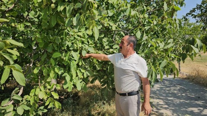 İnce kabuğu ve dolgun içiyle meşhur! Adilcevaz'da bereketli sezon başlıyor: Yağışlar bol oldu, rekolte katlandı