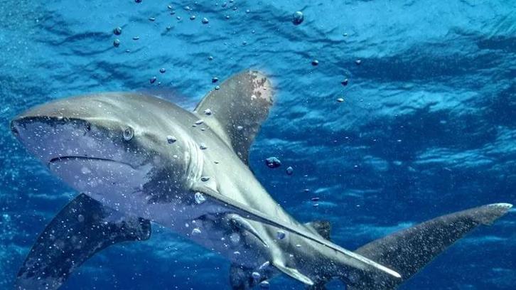 Avustralya'da köpek balığı saldırısında bir kişi hayatını kaybetti