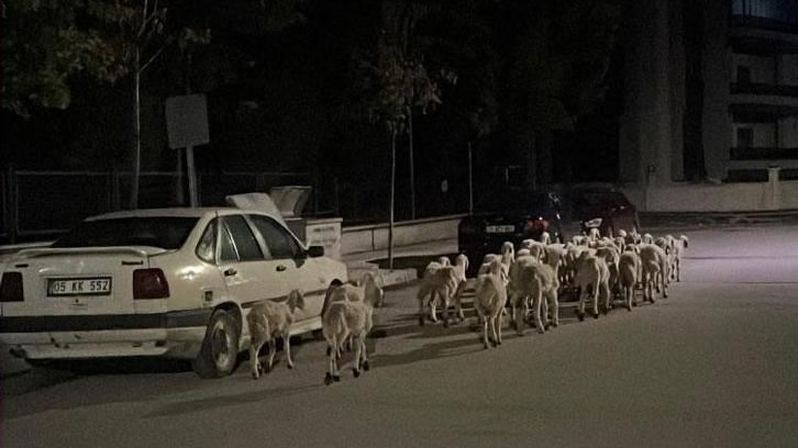 Mahallede 'firari koyun' seferberliği