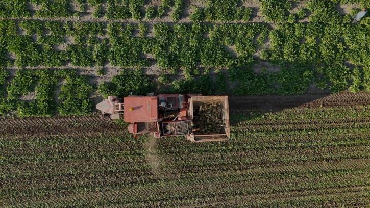 Yozgat'ta 6 aylık emeğin hasadı başladı! Üreticinin rekolteden dolayı yüzü gülüyor