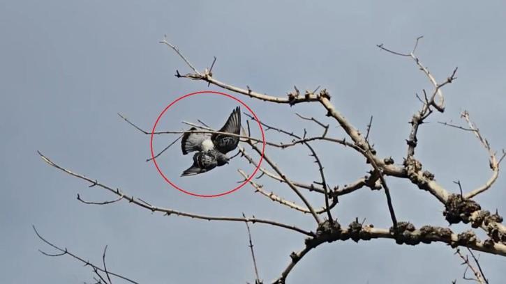 Ayağına ip dolanıp ağaçta asılı kalan güvercini itfaiye kurtardı