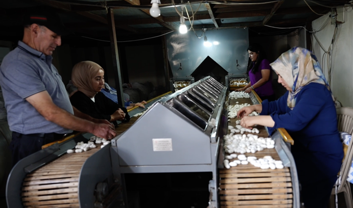 Diyarbakır’da ipek böcekçiliği, bin çiftçiye geçim kaynağı oluyor