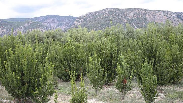 Atıl araziye eken servet kazandı! 3 yılda bir hasat ediliyor, Muğlalı üreticinin yeni gelir kapısı oldu