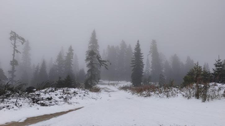 Mantar toplamak için ormana gidenlere kar sürprizi