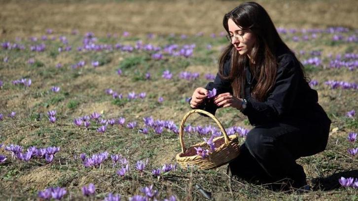 Kilosu dudak uçuklatıyor! Tarlalar mosmor oldu, duyan akın akın geliyor!