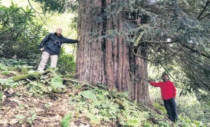 Dünyanın en yaşlı porsuk ağacı Zonguldak’ta bulundu