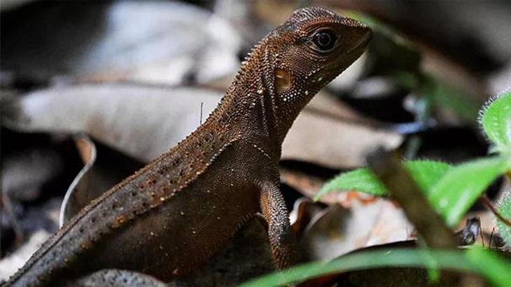 Uzmanlardan şaşırtan uyarı: Gökten iguana yağabilir