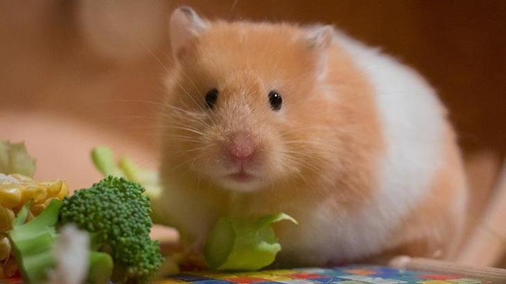 Hamsterlardan insanlara Kovid-19 virüsü bulaştı!