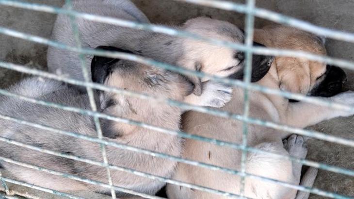 İkinci el otomobil fiyatına kangal