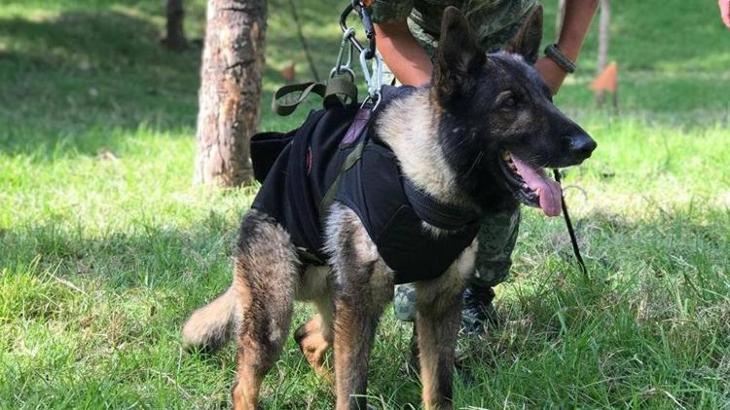 Enkaz altında öldü denmişti! Meksikalı köpek Proteo'nun ölüm nedeni belli oldu