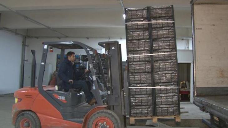 Kapadokya çileği ekonomiye 700 bin dolar katkı sağlıyor