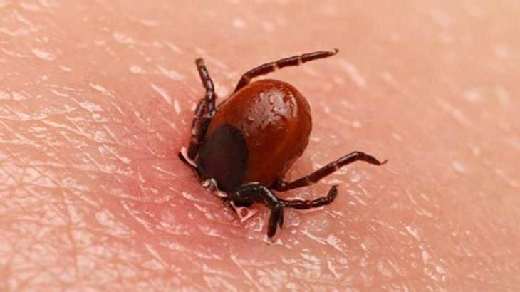 Ölümcül kabus geri döndü! 20 yıldır çaresi bulunamıyor