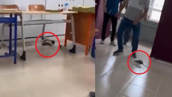 Oy kullanılan salonda fareyi görünce sıraların üzerine çıktılar